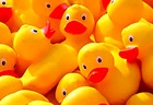 Helping Little Duck