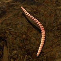 Worm