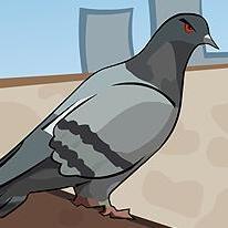 Pigeons Revenge